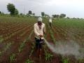 अळी निर्मूलन होत नसल्याने शेतकरी आर्थिक संकटात - Marathi News |  The farmers are in financial trouble due to lack of larvae | Latest nashik News at Lokmat.com