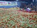 टोमॅटोची लाली ओसरली - Marathi News | The redness of the tomatoes faded | Latest nashik News at Lokmat.com