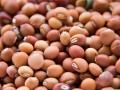 परभणी : कवडीमोल दराने शेतकºयांची तूर खरेदी - Marathi News | Parbhani: Farmers buy pigeon pea at the kawadimol rate | Latest parabhani News at Lokmat.com