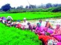 वेळुंजेला भात लावणीस सुरुवात - Marathi News | Velunjela rice planting begins | Latest nashik News at Lokmat.com