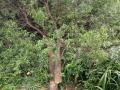 निरपूर येथे चंदनाच्या झाडांची तस्करी - Marathi News | Trafficking of sandalwood trees at Nirpur | Latest nashik News at Lokmat.com