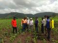 लष्करी अळीच्या हल्ल्याने शेतकरी हतबल - Marathi News | With the help of military lanes, farmers are ineffective | Latest nashik News at Lokmat.com