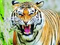 वणी उपविभागात व्याघ्र हल्ले सुरूच - Marathi News | Tiger attacks continue in Wani subdivision | Latest yavatmal News at Lokmat.com