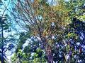 कडूनिंबाच्या झाडांवरही अळीचे आक्रमण - Marathi News | Lane attacks on Neem tree | Latest yavatmal News at Lokmat.com