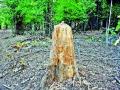 वाघरान भकास : वनाधिकारी अन् लाकूड तस्करांची अभद्र युती, वनतळ्यांना गळती वृक्षतोडीमुळे वन्यप्राण्यांचा जीव धोक्यात ! - Marathi News | WAHARAN BHASASS: Violence and Wood Fleeing Smugglers, Horses Threaten to Livestock Dangers of Wildlife! | Latest nashik News at Lokmat.com