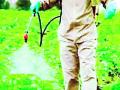 कीटकनाशक फवारणीतून विषबाधेवर यंत्रणा सतर्क - Marathi News | Alert the system on poisoning by spraying pesticides | Latest yavatmal News at Lokmat.com