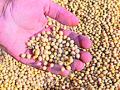 सोयाबीनचे बियाणे उगवलेच नाही - Marathi News | Soybean seeds did not germinate | Latest yavatmal News at Lokmat.com