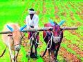 जिल्ह्यातील ६१ हजार शेतकऱ्यांना ४७ कोटींचा पीक विमा मिळणार - Marathi News | 61,000 farmers in the district will get crop insurance of Rs 47 crore | Latest yavatmal News at Lokmat.com
