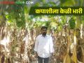 Banana Farming : बाप लेकाची गोदावरी तीरावर केळीची शेती - Marathi News | banana farming on godavari bank, father and son success story | Latest agriculture News at Lokmat.com