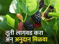 तुती लागवड करा; ३ लाख ९७ हजार अनुदान मिळावा - Marathi News | Plant silk mulberries; 3 lakh 97 thousand to get subsidy | Latest agriculture News at Lokmat.com
