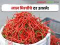 Red chilli Market: लाल मिरचीचे भाव पडले, तेजापासून ब्याडगीपर्यंत कसा फरक पडला? - Marathi News | Red chilli market: Red chilli prices fell, how did the difference from Teja to Byadgi? | Latest agriculture News at Lokmat.com