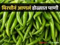 चार हजार हेक्टरवरील मिरची धोक्यात, कोकडा, मावा व्हायरसचा विळखा - Marathi News | Chilli on 4 thousand hectares is in danger, Kokda, Mawa virus outbreak | Latest agriculture News at Lokmat.com