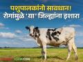 Animals Vaccination : पावसाळ्यात 'या' रोगांचा प्राण्यांवर होऊ शकतो प्रादुर्भाव; ११ जिल्ह्यांना सतर्कतेचा इशारा - Marathi News | dairy farming Animals Vaccination monsoon season lumpy skin disease animal husbandary department 11 district alert | Latest agriculture News at Lokmat.com