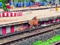 वरोरा शहरभर फिरून नीलगाय पोहोचली रेल्वेस्थानकावर - Marathi News | Walking around the city of Warora, Bison reached the railway station | Latest chandrapur News at Lokmat.com