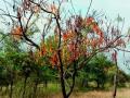 हे काय आक्रित? अचानक का सुकायला लागली कडुनिंबाची झाडे? - Marathi News | What is this? Why did the neem trees suddenly start drying up? | Latest nagpur News at Lokmat.com