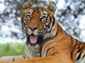 टिपेश्वरचा वाघ आता ज्ञानगंगा अभयारण्यात - Marathi News | Tipeshwar tiger is now in the Gyan Ganga Sanctuary | Latest amravati News at Lokmat.com