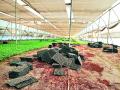 भाजीपाल्याची रोपे फेकली - Marathi News | Vegetable seedlings thrown out | Latest nashik News at Lokmat.com