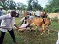 दिवाळीत गायगोधनावर पाळीव पशू खेळवण्याची प्रथा - Marathi News | Practice of playing a pet in the cows shit in Diwali | Latest gondia News at Lokmat.com