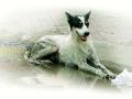 ‘श्वानदंश’ आकडेवारीत नागपूर मनपाचे ‘गोलमाल’ - Marathi News | Nagpur Municipal Corporation's 'Golmaal' in dog bites | Latest nagpur News at Lokmat.com