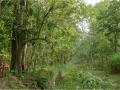 वनाधिकाऱ्याने परतवाड्यात पाठवलेले सागवान संशयाच्या भोवऱ्यात - Marathi News | WOOD is missing which sent from forest officer | Latest amravati News at Lokmat.com