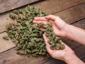 २०० किलो गांजा एनसीबीने केला जप्त - Marathi News | NCB seizes 200 kg of cannabis | Latest mumbai News at Lokmat.com