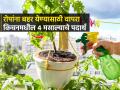 रोपांसाठी महागडी खतं विकत आणता? किचनमधले ४ मसाल्याचे पदार्थ वापरा, बाग बहरेल हिरवीगार - Marathi News | Natural Pesticides from kitchen for home garden : Buying expensive fertilizers for plants? Use the 4 spices in the kitchen, the garden will bloom green | Latest sakhi News at Lokmat.com