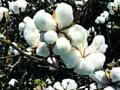 कापूस उत्पादकांना ४५० कोटींचा फटका! - Marathi News | Cotton growers crush 450 crores | Latest amravati News at Lokmat.com