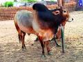 गव्हा फरकाडे येथे वळूची दहशत; तिघे जखमी - Marathi News | Bull cruelty in wheat flourishing; Three injured | Latest amravati News at Lokmat.com