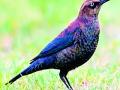 घरट्यांवरून लावला जातो पावसाचा अंदाज - Marathi News | Rainfall is estimated by the nestlings | Latest chandrapur News at Lokmat.com