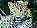 पेपरमिल कॉलनीत बिबट्याची दहशत - Marathi News | Leopard Terror in Pepermill Colony | Latest chandrapur News at Lokmat.com