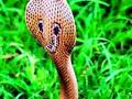 सर्पदंशाच्या घटना टाळण्यास नागरिकांनी पाळावी दक्षता - Marathi News | Citizens should be vigilant to prevent snake bites | Latest chandrapur News at Lokmat.com