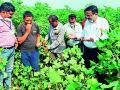 कापसावर गुलाबी बोंडअळीचे आक्रमण - Marathi News | Pink bollworm infestation on cotton | Latest chandrapur News at Lokmat.com