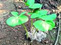 परतीच्या पावसाने कापसाला उगवली रोपे - Marathi News | Cotton Grown Cotton Seedlings | Latest chandrapur News at Lokmat.com