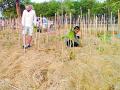 आनंदवनात ‘अकिरा मियावाकी पॅटर्न’ने वृक्षारोपण - Marathi News | Plantation by 'Akira Miyawaki Pattern' in Anandavane | Latest chandrapur News at Lokmat.com