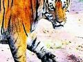 वाघ, बिबट्याच्या दहशतीमुळे उडाली झोप - Marathi News | Tigers, lethal shots sleepy | Latest chandrapur News at Lokmat.com