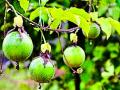 मालडोंगरीवर तयार होणार फळरोपवाटिका - Marathi News | Fertile fruit prepared in Maldangari | Latest chandrapur News at Lokmat.com