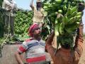 आंध्र प्रदेशातील हंगाम संपल्याने खान्देशी केळी ठरणार हुकमी एक्का - Marathi News | Andhra Pradesh, Declared Ikas | Latest jalgaon News at Lokmat.com