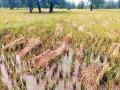 अवकाळी पावसाचा हलक्या धानाला फटका - Marathi News | - rain | Latest gadchiroli News at Lokmat.com