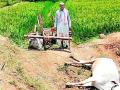 बंडीला जुंपलेली बैलजोडी ठार - Marathi News | Bundy tied bullocks killed | Latest gadchiroli News at Lokmat.com