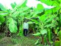 तीन एकरात फुलविली केळीची बाग - Marathi News |  Three acres of floral banana garden | Latest gadchiroli News at Lokmat.com