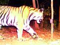 त्या वाघाचा बंदोबस्त लावण्यासाठी टॉस्क फोर्सची मदत - Marathi News | Helping the Task Force to Settle that Tiger | Latest gondia News at Lokmat.com