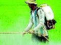 किटकनाशक फवारणीतून शेतकºयाला विषबाधा - Marathi News | Poisoning from pesticide sprayer | Latest gondia News at Lokmat.com