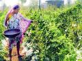 सासू सुनेने फुलविली शेती - Marathi News | Flower farming by listening to mother in law | Latest gondia News at Lokmat.com