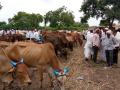 पशुधनाची कवडीमोलदराने विक्री - Marathi News |  Sales of livestock sellers | Latest hingoli News at Lokmat.com