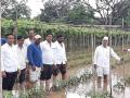 सुकेणे, जिव्हाळेला पीकांचे नुकसान - Marathi News | Dry, damaged crop | Latest nashik News at Lokmat.com