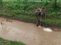 नाल्याच्या पुरात बुडून दोन बैलांचा मृत्यू - Marathi News | Two oxen drowned in a river | Latest nandurbar News at Lokmat.com