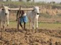 जिल्ह्यातील 24 हजार शेतकऱ्यांचे 189 कोटी रूपये कर्जमाफ - Marathi News | 189 crore loan waiver for 24 thousand farmers in the district | Latest nandurbar News at Lokmat.com