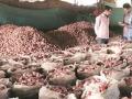 कळवणला सव्वालाख क्विंटल कांद्याची आवक - Marathi News | Reported arrival of one hundred thousand quintals of onion | Latest nashik News at Lokmat.com