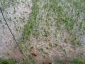 जिल्ह्यात गारांचा पाऊस : पाथर्डी, नगर तालुक्यात गारांचा सडा - Marathi News | Hailstorm in the district: Hailstorm in Pathardi, Nagar taluka | Latest ahilyanagar News at Lokmat.com