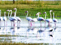 फ्लेमिंगोच्या आगमनाने येरळवाडीला बहर - Marathi News | Flamingo's arrival came from Yerulwadi | Latest satara News at Lokmat.com